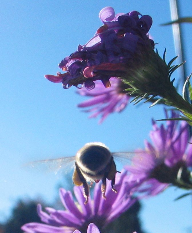 october_bee_2.jpg