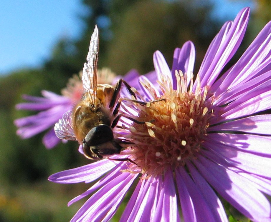 october_bee_3.jpg