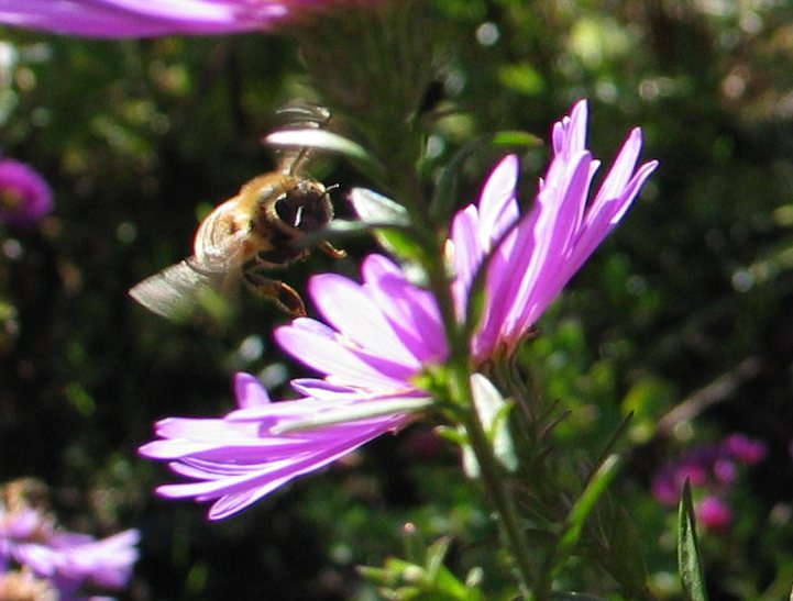 october_bee_4.jpg