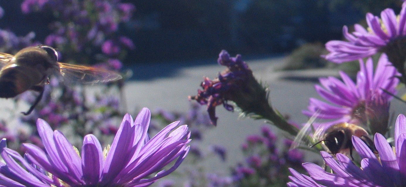 october_bee_5.jpg