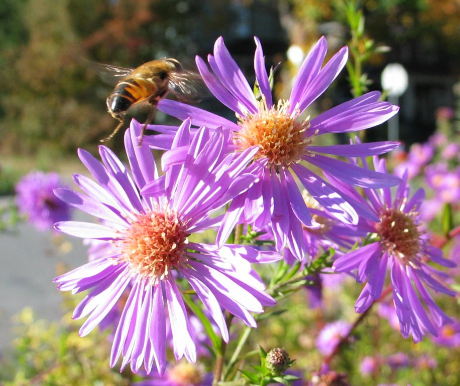 october_bee_6.jpg